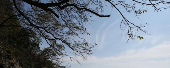 MOUNTAIN TREE 6