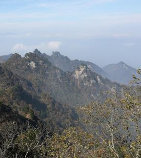 MOUNTAIN TREE 7
