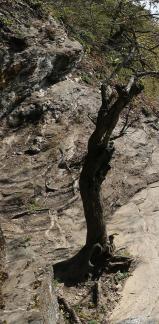 MOUNTAIN TREE 8