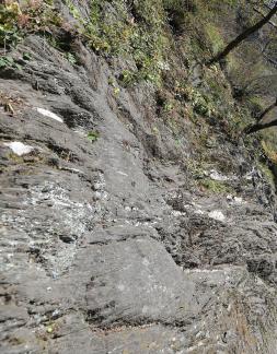 MOUNTAIN TREE 9
