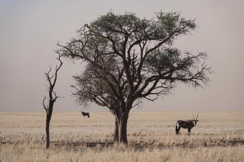 Oryx