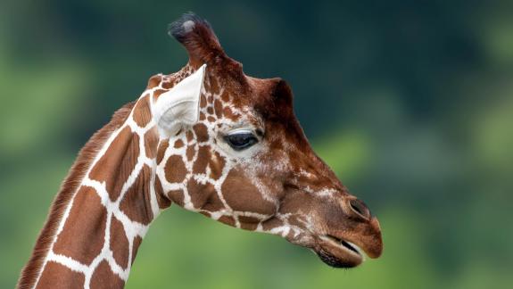 Giraffe 0457