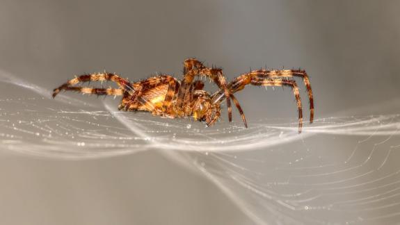 Spinne 8381