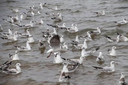 Gull Dance 16