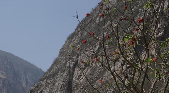 Cliff Red Flower