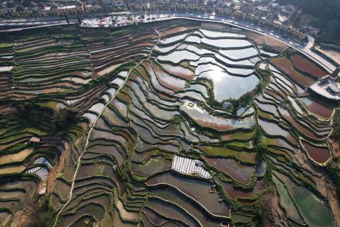 Terraced fields scenery 28