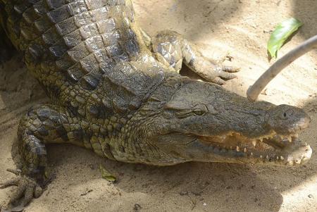 Coccodrillo
