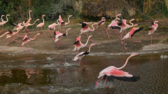 Flight of the flock