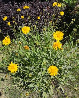 Brilliant mountain flowers 7