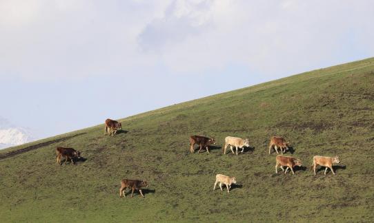 Cattle grazing on hillsides 3
