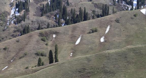 Winter Green Space 3