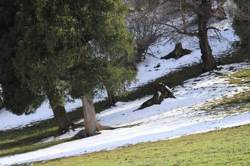 Cold Mountain Green Shadow 19