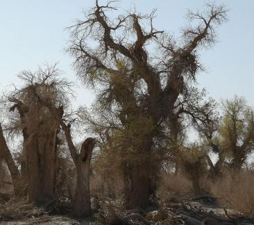 Desert vegetation 9