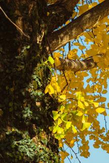 sweep the fallen leaves 17