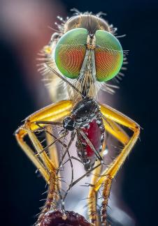 Robotfly 12