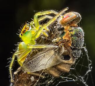spyder  eat robotfly A