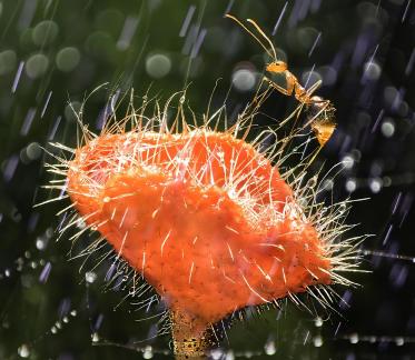 enjoy spring rain A