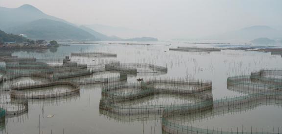 Marine fish farm