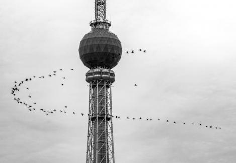 Flock of birds play tower