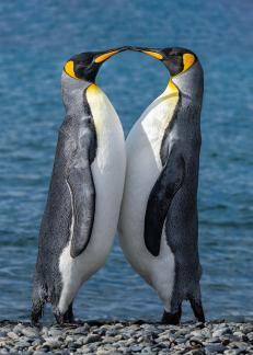 Kissing penguin