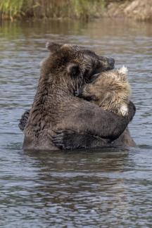 Alaska Grizzly Bears31