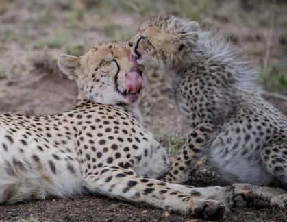 Cheetahs with spotted coats11