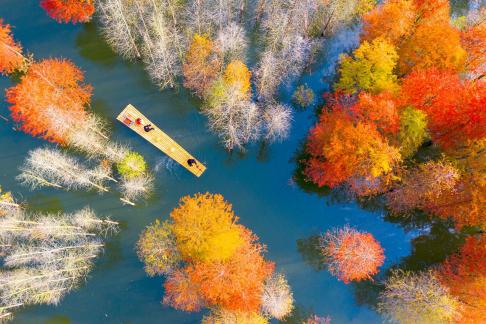 Colorful Forest Boating