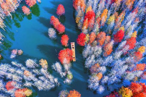 Boat Walking in Colorful Forest