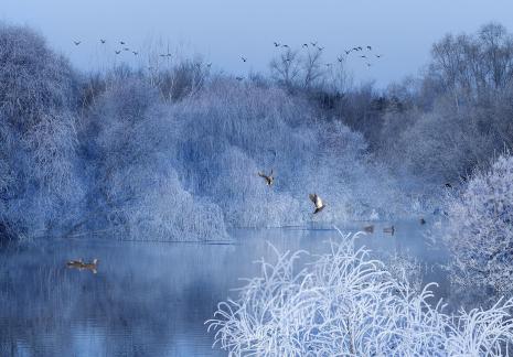 Winter Lake Birds 1