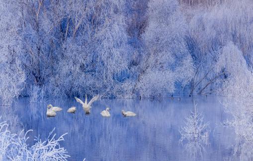 Winter Lake Birds 2
