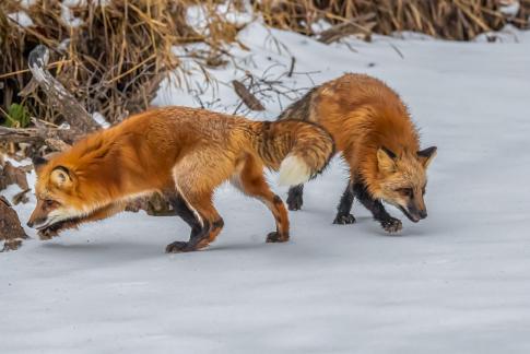 Two Red Foxes Seeking Food 102