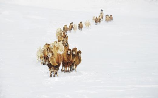 Camel Team in the Snow Field