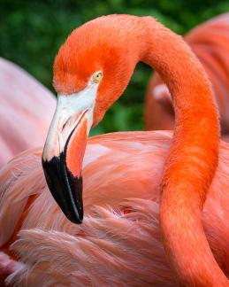 Evil Flamingo