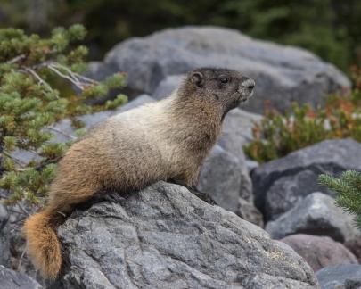 Marmot keeping watch