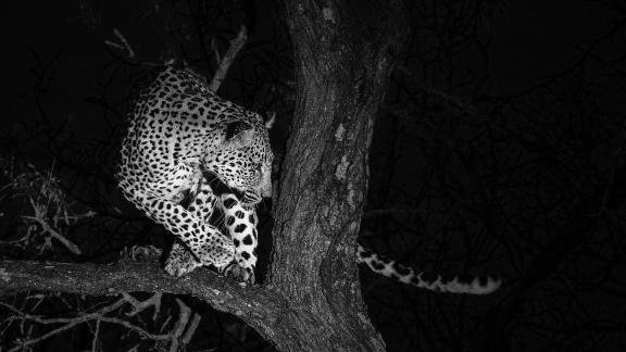 Leopard Turns Foot Up
