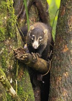 Coati Pup Peers Out From Tree