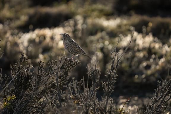 Savannah Sparrow Patagonia 01