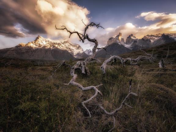 Dead Tree Patagonia 01