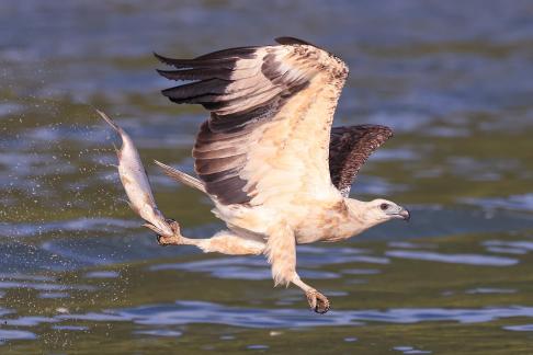White-bellied Sea Eagle 03