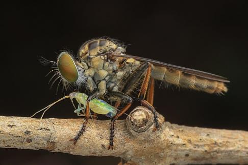 Robber Fly 02