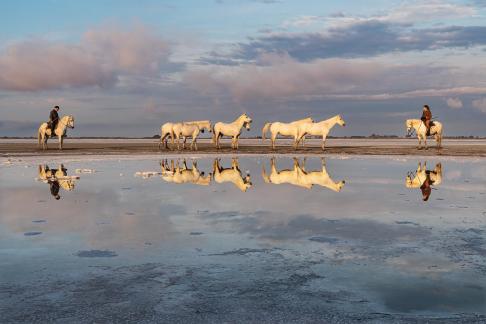 Reflection of Camargue horses 2