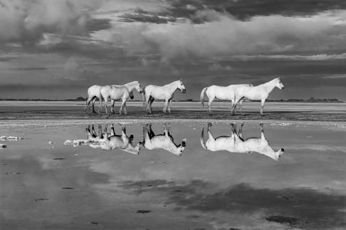 Reflection of Camargue horses 1