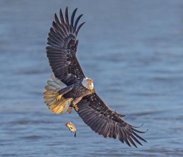 Bald Eagle loosing catch