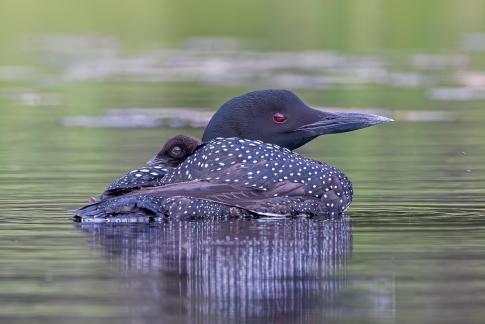 Loon with riding chick 01