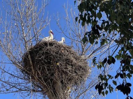 Storks in Silves
