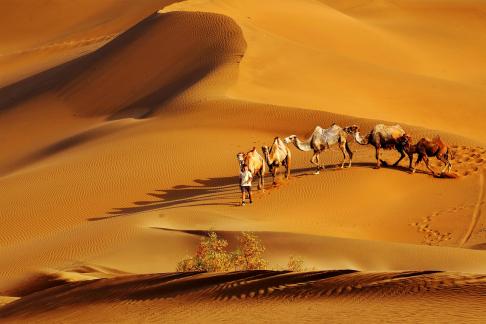 Camel Shadow in the Desert