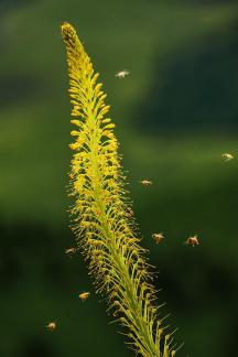 A swarmof bees competing for battle