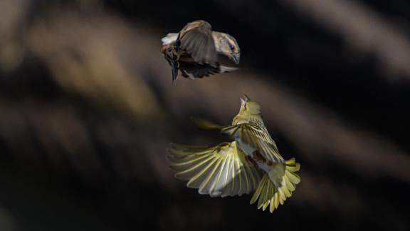 Sparrow and Canary