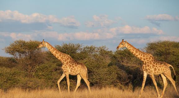 Walking Giraffes