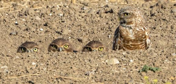 Peeping from burrow